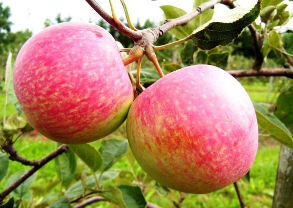 Действительно ли так сладок сорт яблони Конфетное? - фото