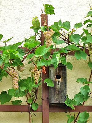 Фото и описание сортов винограда для посадки на дачном участке - фото