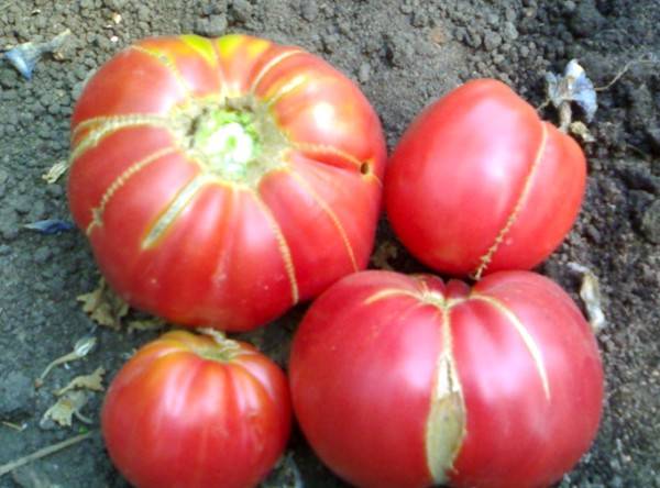 Очень вкусные томаты Бабушкин секрет - фото