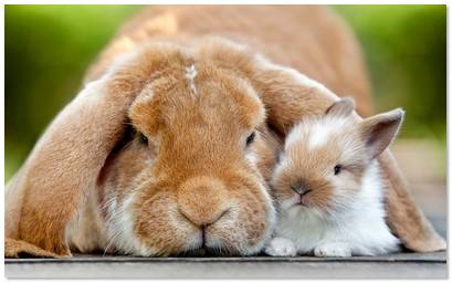 Определить возраст кролика должен уметь каждый - фото