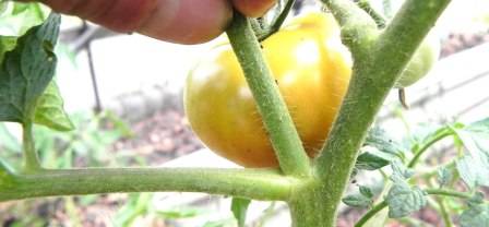 Как правильно пасынковать помидоры - фото