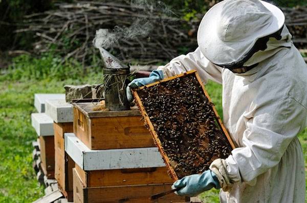 Как правильно организовать пчеловодство для начинающих с фото