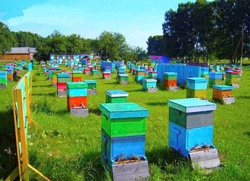 Пчеловодство как бизнес - фото