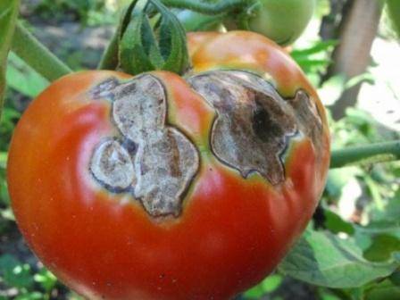 Плесень на помидорах в теплице: причины появления и методы борьбы с фото
