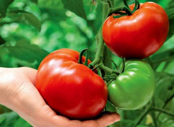 В каких случаях и почему опадают помидоры в теплице - фото