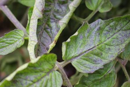 Скручиваются листья у помидоров в теплице: почему это происходит и что делать с фото