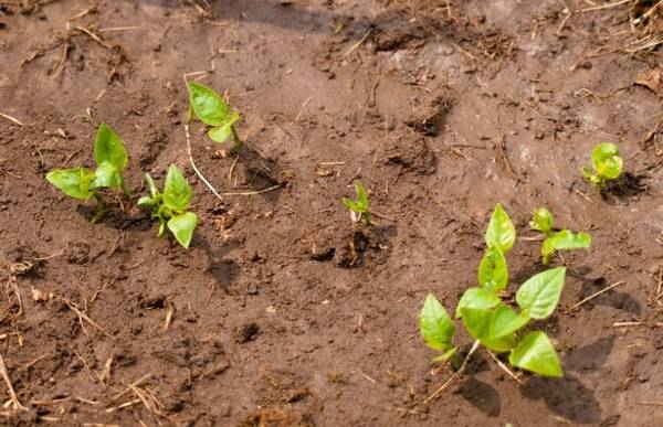 В какой почве лучше всего будет расти картофель? с фото