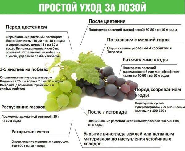 Обзор лучших удобрений и правила подкормки винограда с фото