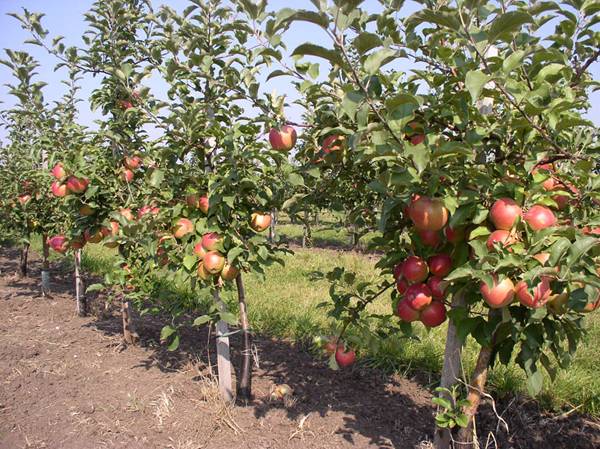 Как собрать богатый урожай с полукарликовых яблонь с фото