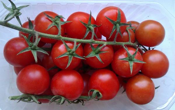 Выращивание высокорослых помидоров черри - фото