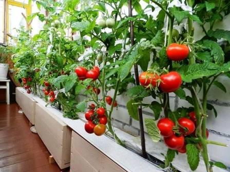 Как осуществляют выращивание помидоров на балконе - фото