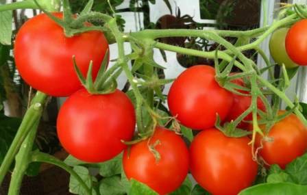 Пошаговая инструкция по выращиванию помидоров на балконе - фото