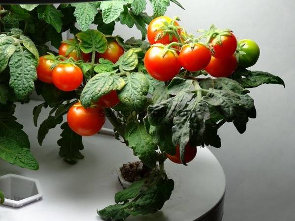 Как вырастить помидоры на подоконнике - фото