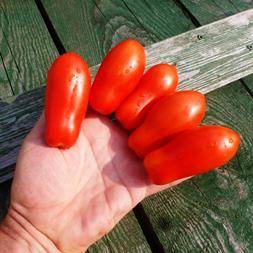 Рецепт консервированных помидоров Пальчики с фото