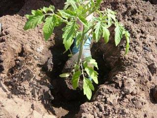 Как вырастить помидоры: посадка и уход в открытом грунте с фото