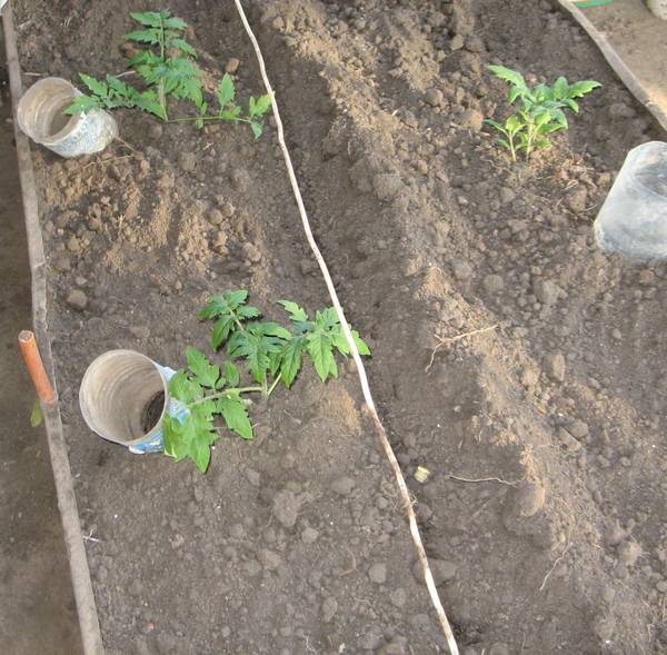 Выращиваем помидоры в теплице с фото