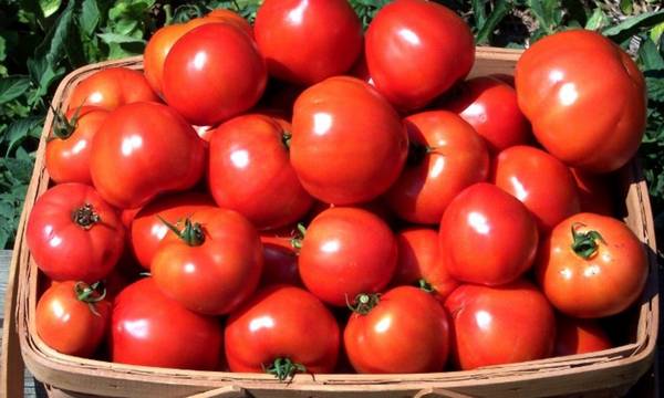 Технология выращивания помидоров с фото