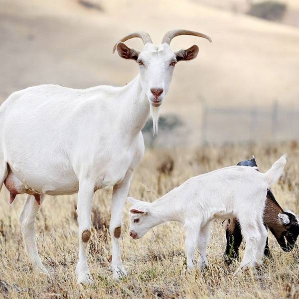 Зааненские, ангорские, бурские козы  какую породу коз выбрать для разведения? с фото