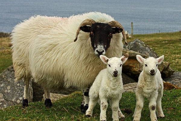 Породы овец для домашнего содержания с фото
