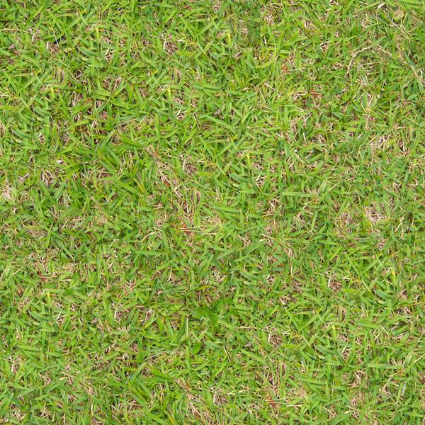 Почему осенняя посадка газона предпочтительнее, и как сеять газонную траву осенью с фото