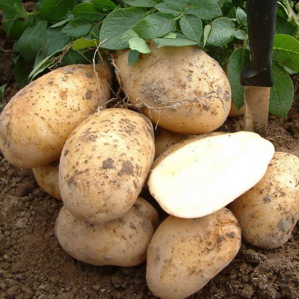 Картошка, выращенная по старой русской традиции,  под соломой или на соломе - фото