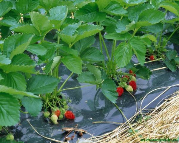 Агроволокно для клубники или как упростить выращивание ягод с фото