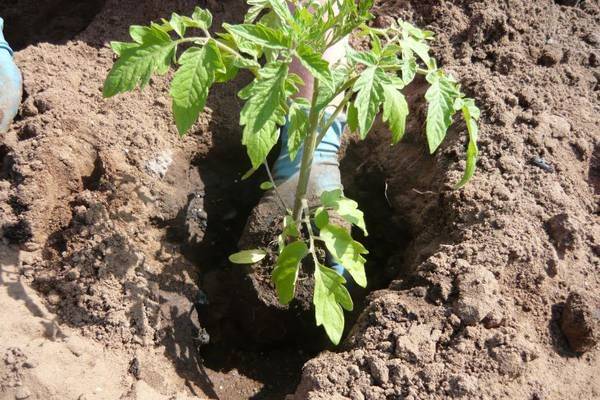 Сроки и лучшие схемы посадки помидоров в открытый грунт - фото