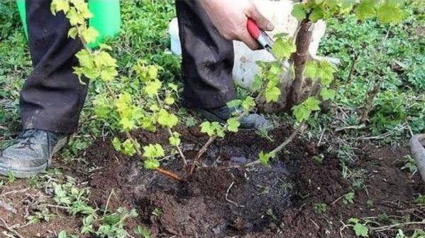 Правила посадки черной смородины весной - фото