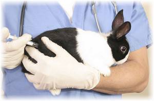 Прививка кролику: как принести пользу, а не вред с фото