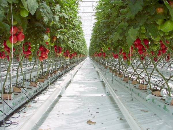 Как происходит промышленное выращивание томатов в теплице? - фото