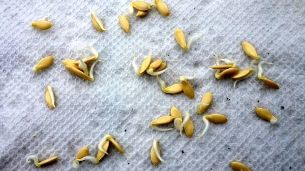 Выращивание огурцов на рассаду: подготовка семян, технологии посадки - фото