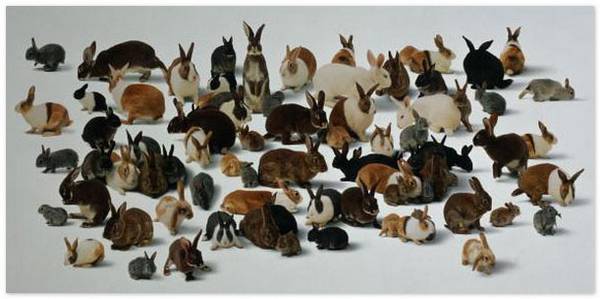 Размножение кроликов выбор и определение - фото