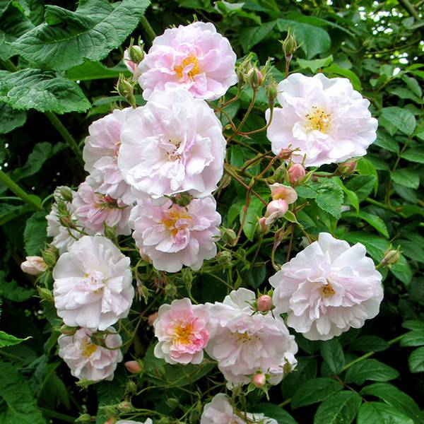 Размножение роз с помощью летних травянистых черенков с фото
