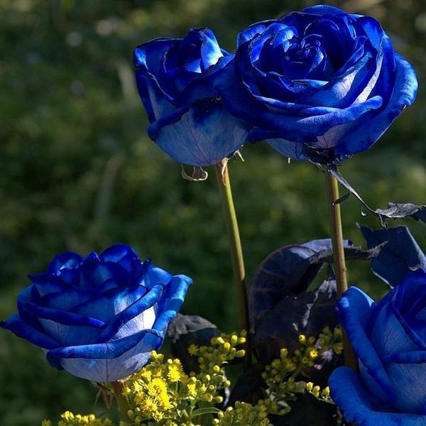 Разноцветные розы в вашем саду  от бело-розовых оттенков до зеленых, фиолетовых и черных роз с фото