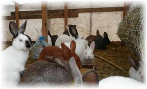 Разведение кроликов в вольерах: за и против - фото