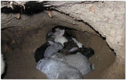 Разведение кроликов в ямах процесс с фото