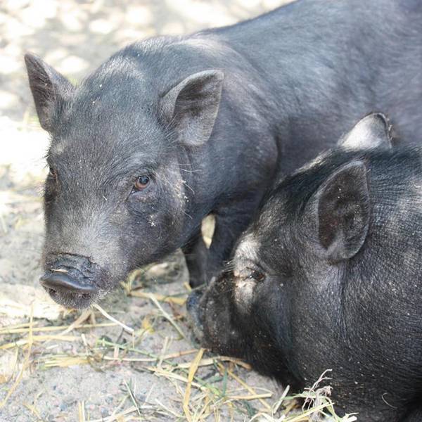 Разведение свиней: выбор породы, случка, супоросность и опорос с фото