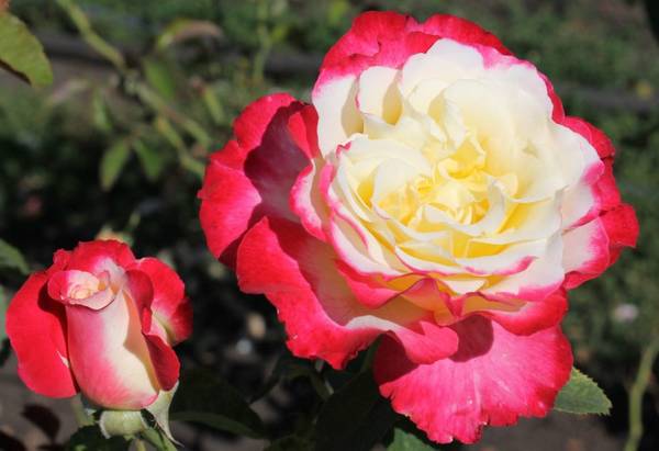 Роза Дабл Делайт  двухцветная и ароматная красавица в вашем саду - фото