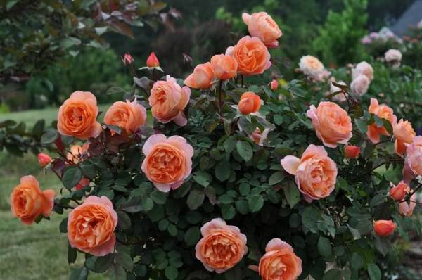 Роза Английская Леди оф Шалот: описание сорта с фото