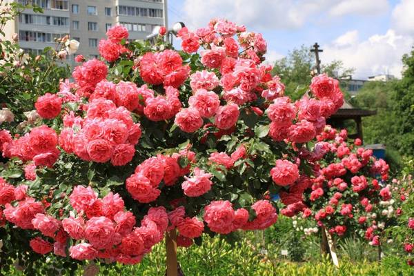 Плетистая роза Розариум Ютерсен — настоящий винтаж в вашем саду - фото