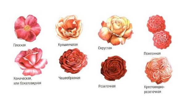 Особенности выращивания и ухода за розами - фото