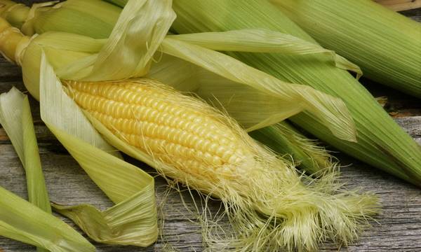 Как сахарную кукурузу вырастить на капельном поливе? с фото