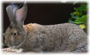 Кролики породы обер в домашнем хозяйстве - фото