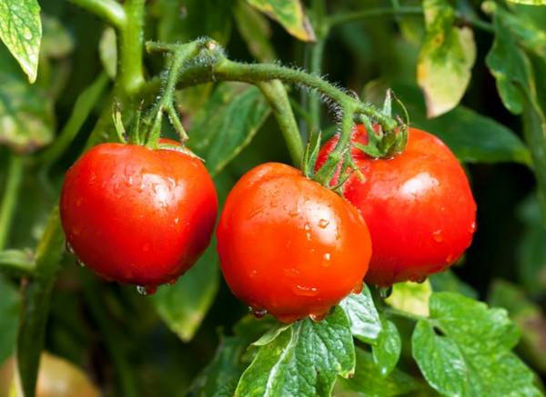 Что нужно знать о выращивании помидоров на балконе - фото