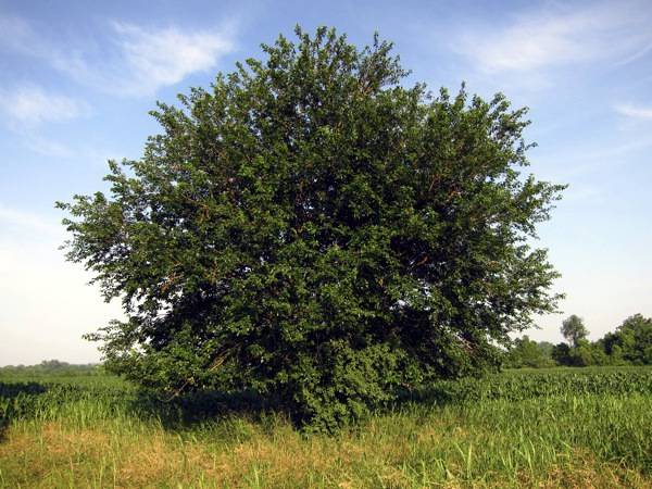 Шелковица или тутовое дерево: основные сорта - фото