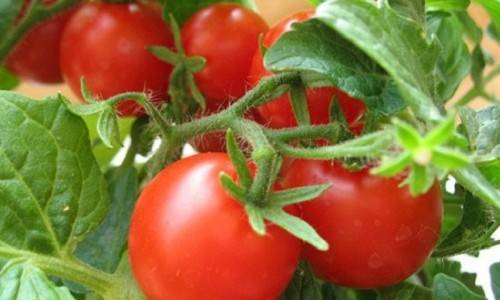 Сорта томатов и схема их посадки - фото