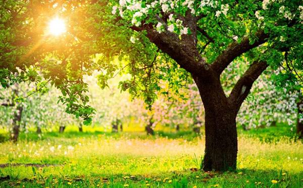 Сколько лет в среднем живет дерево яблони с фото