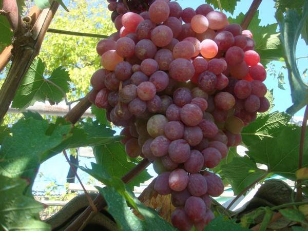Виноград Тайфи - один из лучших столовых сортов винограда позднего созреван ... - фото