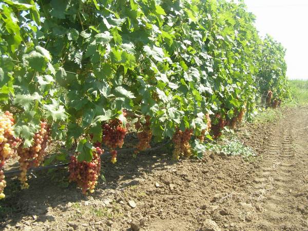 Виноград Велес - ранний бессемянный мускатный сорт с фото