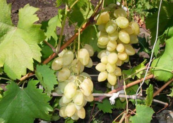 Какие виды сортов винограда бывают и как применяются - фото